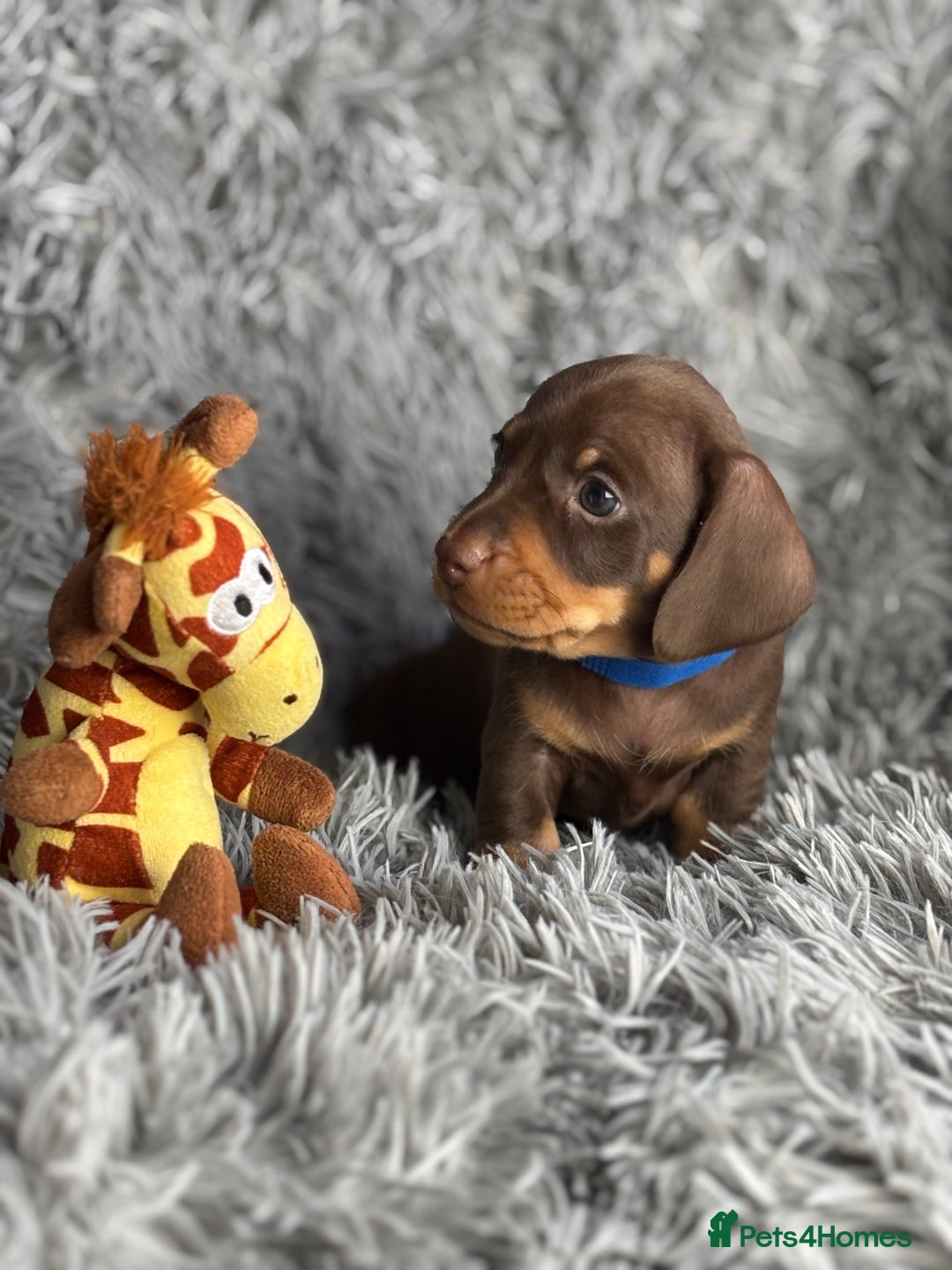 Miniature Dachshund dogs for sale: Last one available PRA Clear Miniature Dachshund  - Advert 9