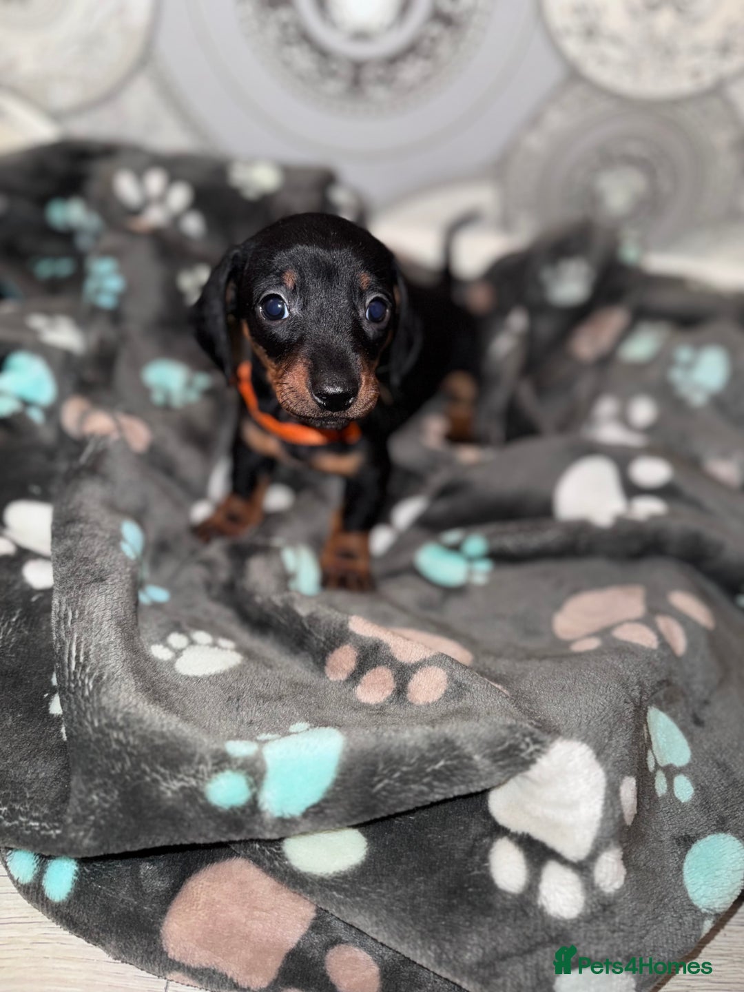 Dachshund dogs for sale: Dachshund Puppies  - Advert 5