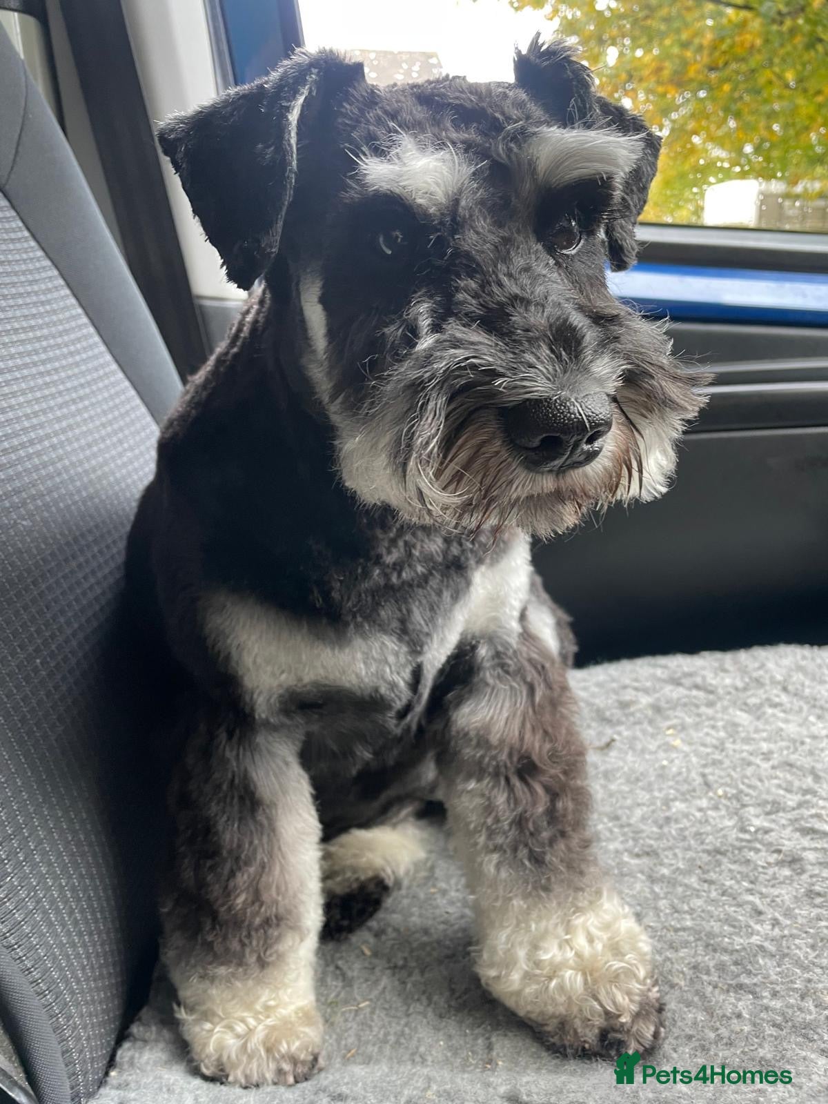 Miniature Schnauzer dogs Stunning Puppies - Advert 1