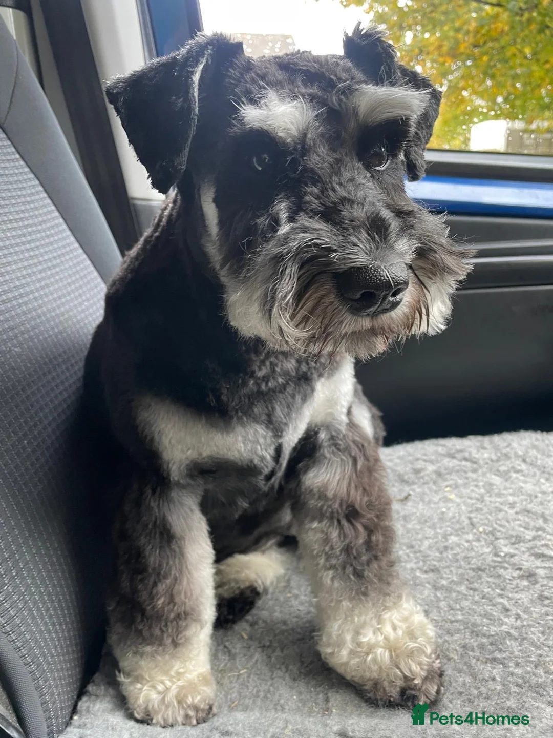 Miniature Schnauzer dogs for sale: Stunning Puppies - Advert 1