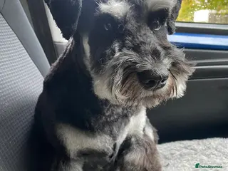 Miniature Schnauzer dogs Stunning Puppies - Advert 4