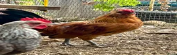 Chickens poultry for sale: Barbu d’Anver and Dutch bantam in Banbury - Advert 3