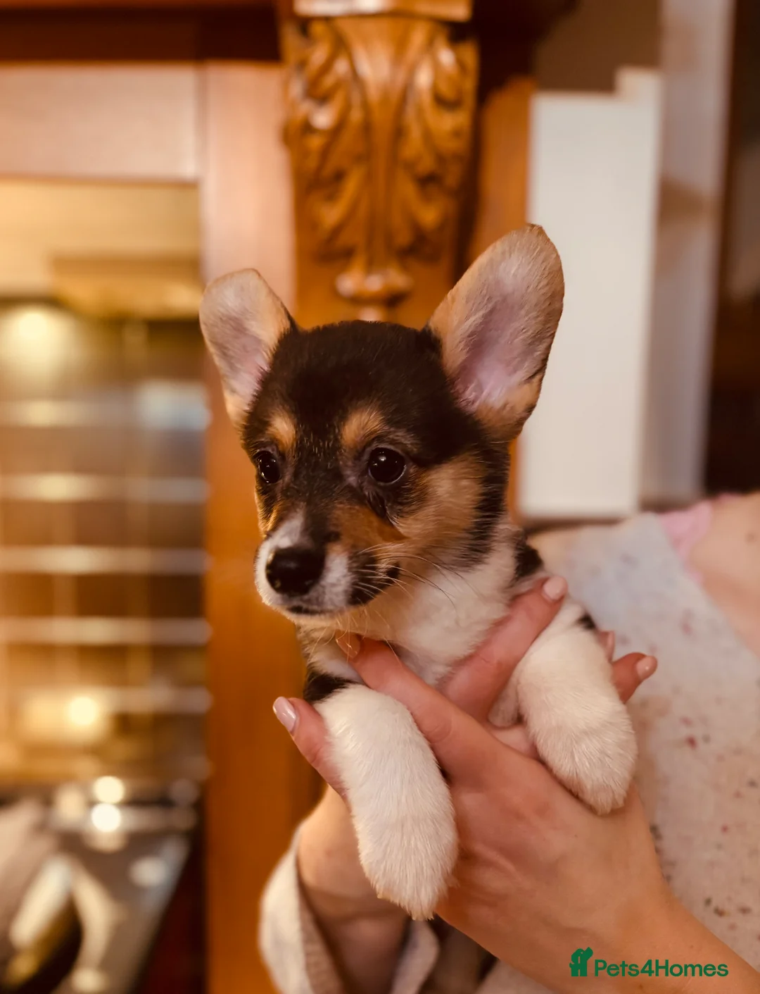 Welsh Corgi Pembroke dogs for sale: KC litter, health tested parents, licensed breeder - Advert 16