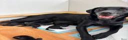 Mixed Breed dogs for sale: Labrador cross puppies  - Advert 3