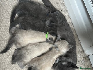 British Shorthair cats - Advert 1