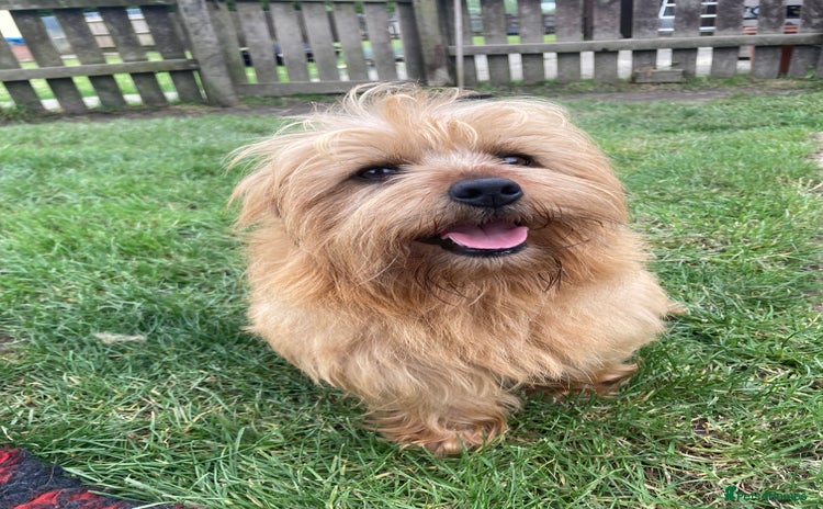 Norfolk Terrier dogs - Advert 1