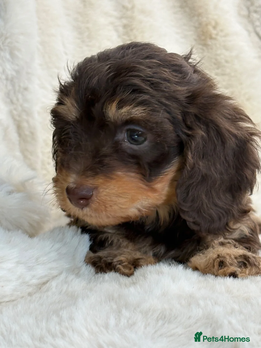 Mixed Breed dogs for sale: Gorgeous fluffy Daxi cross puppies  - Advert 23
