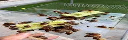 Snails invertebrates for sale: Beautiful Giant African Land Snails BABIES  - Advert 4