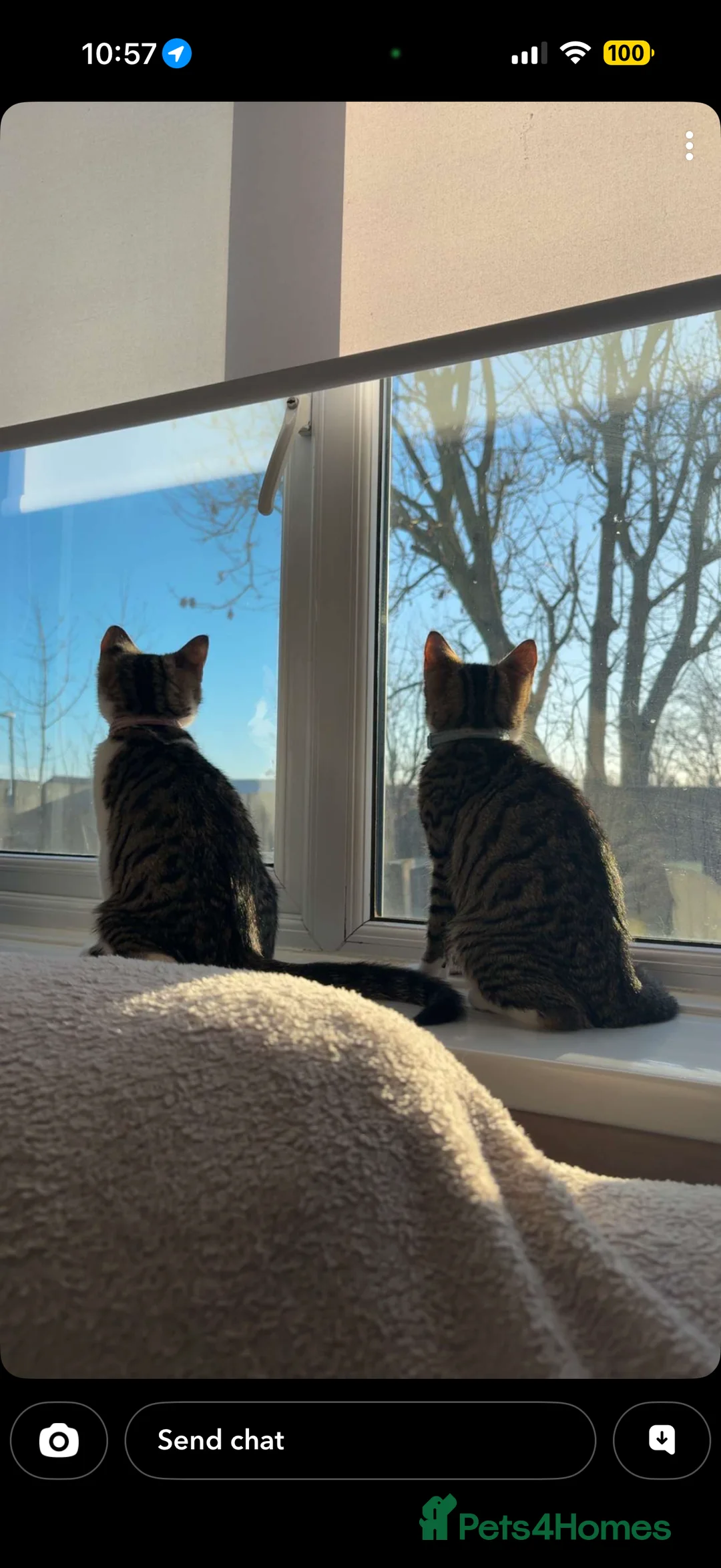 Mixed Breed cats for sale: Two males mixed breed  - Advert 12