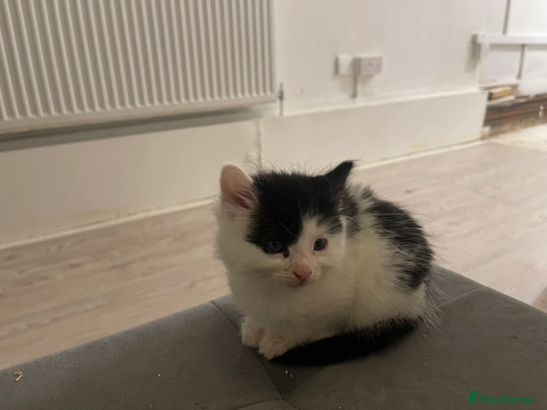 Mixed Breed cats for sale: lovely kittens  in London - Advert 6