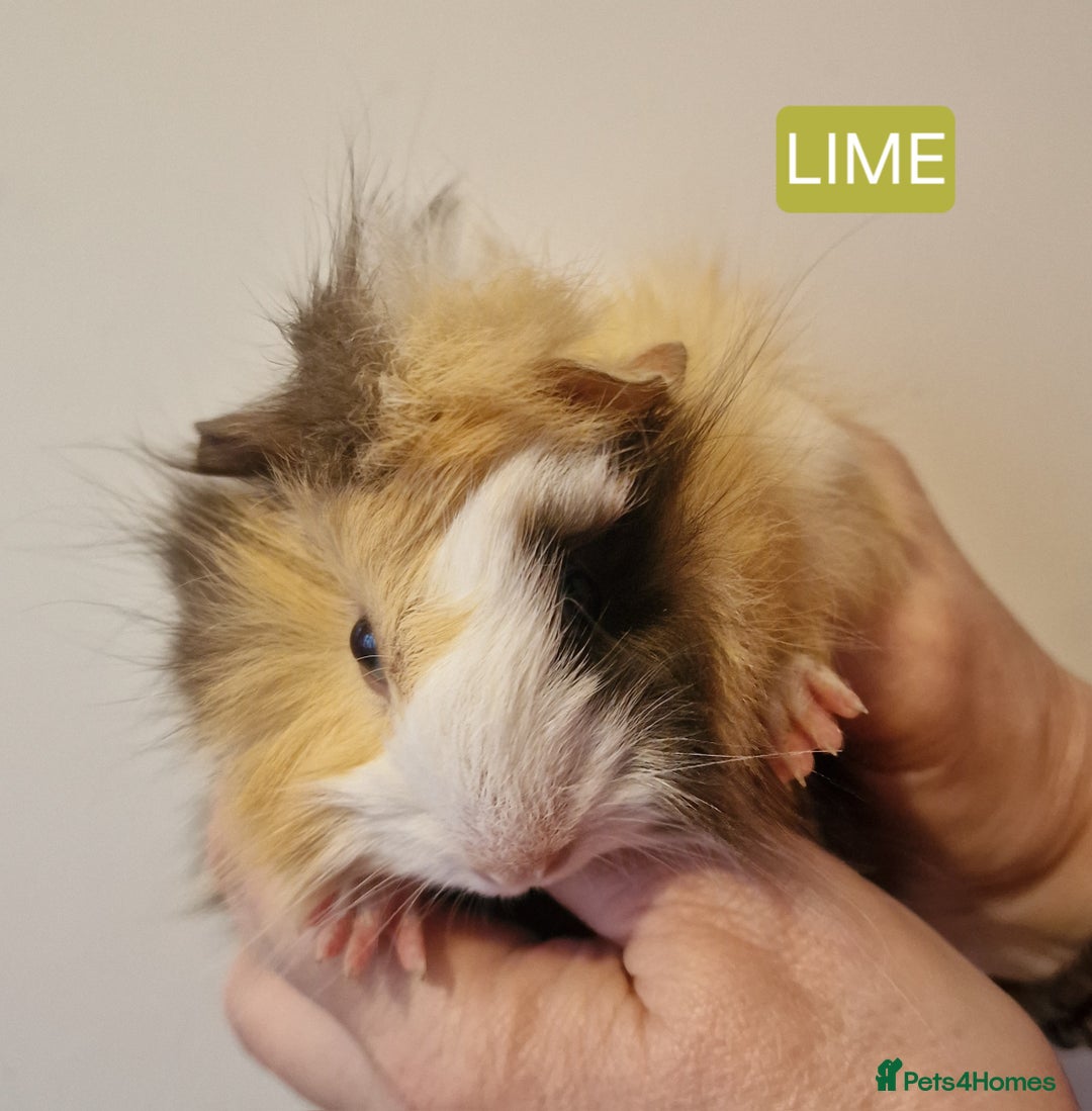 Guinea Pig rodents for sale: Female guinea pigs  - Advert 7