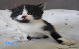 British Longhair cats for sale: 4 gorgeous kittens avaliable  - Image 1