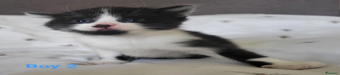 British Longhair Kitten 2