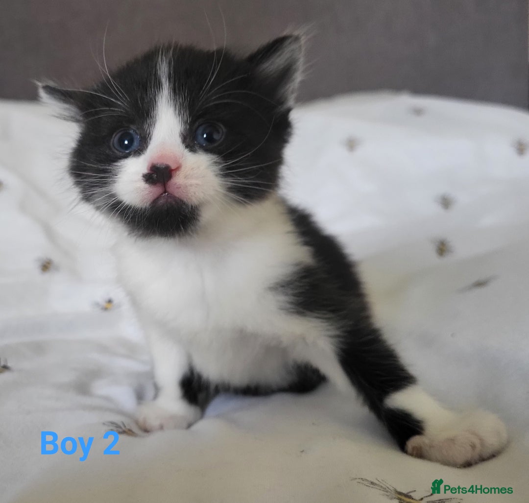 British Longhair cats for sale: 4 gorgeous kittens avaliable  - Image 1