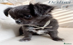 Chihuahua dogs for sale: KC long coat quality chihuahua Licensed breeder - Image 1