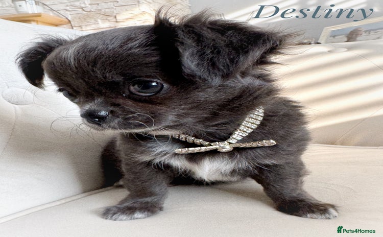 Chihuahua dogs - Advert 2