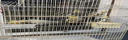 Cockatiels birds for sale: Family of 6 Cockatiels for Sale -Good price in Ilford - Advert 4