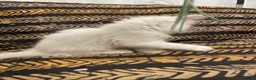 Mixed Breed cats for sale: Half Persian kittens for sale  - Advert 18