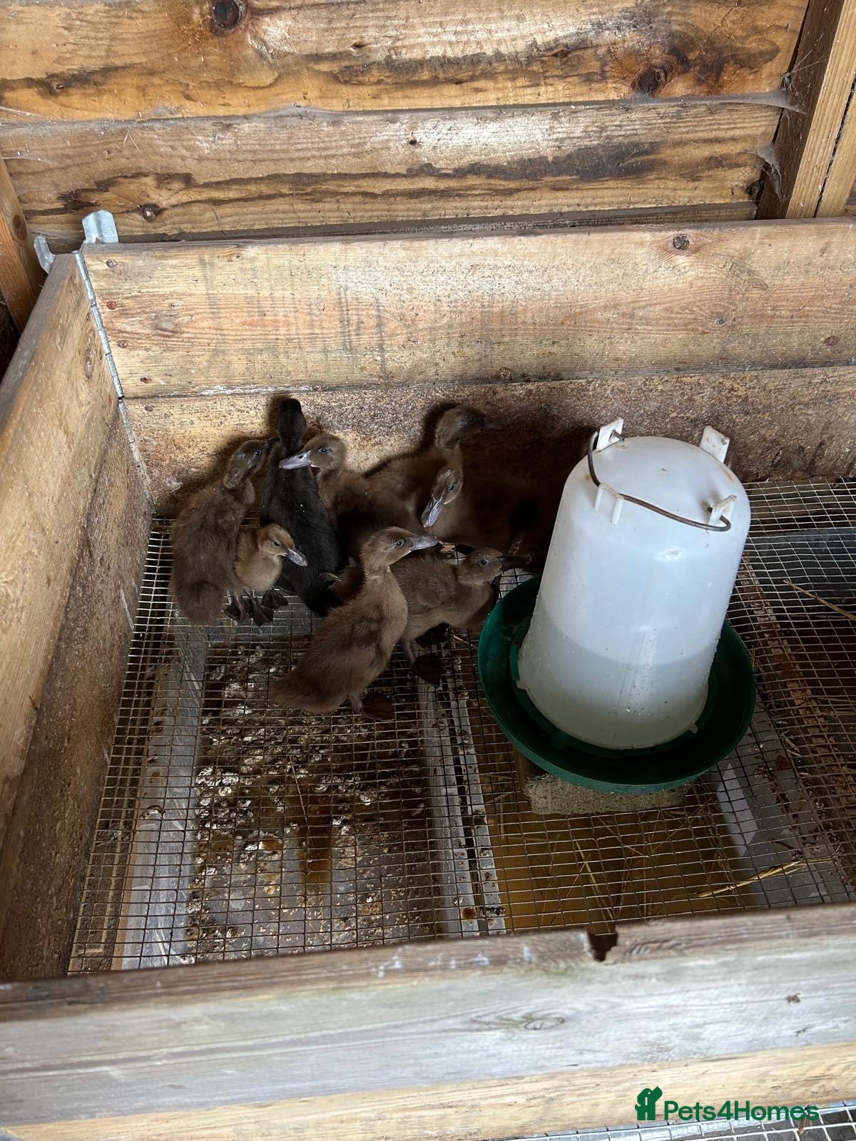 Ducks poultry Khaki Campbell ducklings off heat - Advert 1