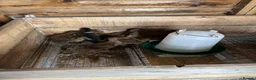Ducks poultry for sale: Khaki Campbell ducklings off heat - Advert 1