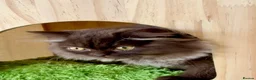 British Longhair cats for sale: Chocolate BLH boys TICA registration  - Advert 5