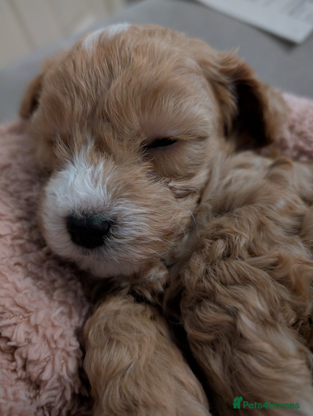 Lhasapoo dogs for sale: Female Lhasapoo for sale - Advert 15