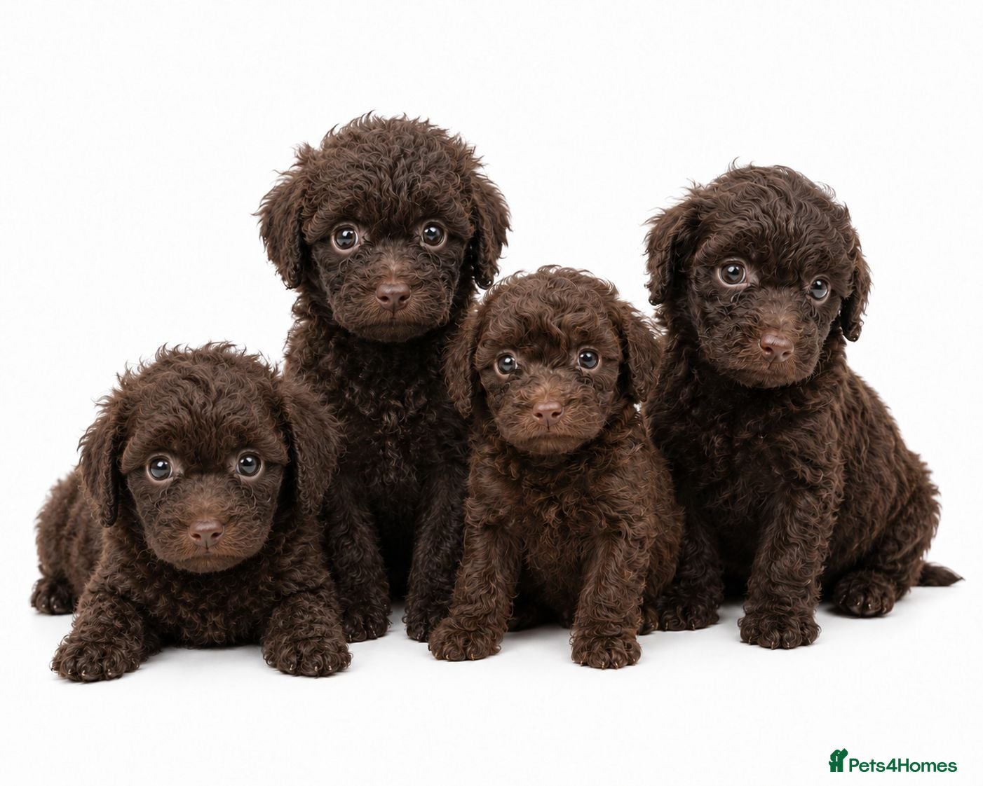 Toy Poodle dogs TINY Health clear Kc chocolate toy poodles  - Advert 12