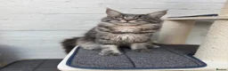 Maine Coon cats for sale: TICA Registered Pedigree Blue Silver Maine Coon - Advert 3