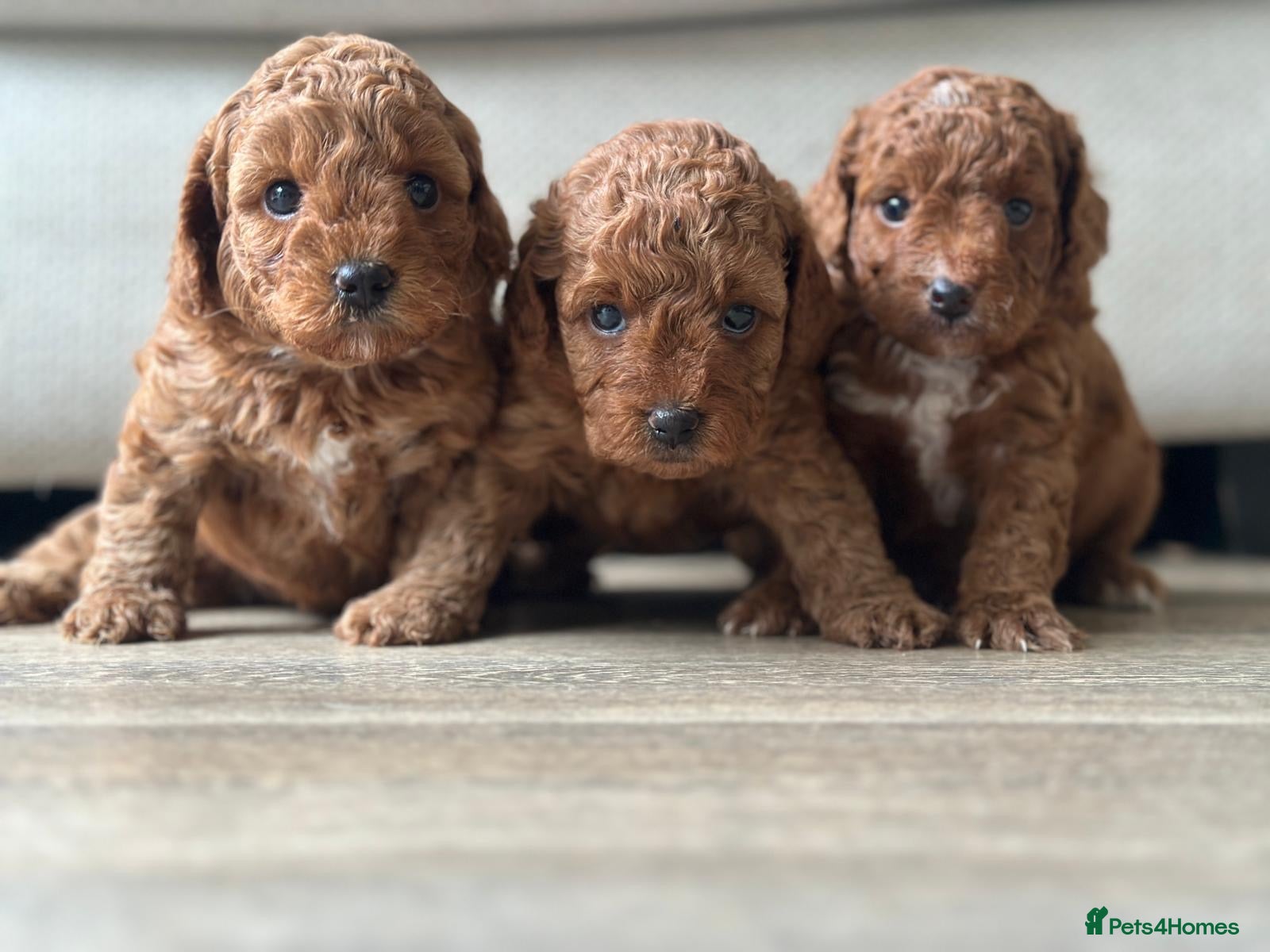 Toy Poodle dogs 🐶🐾Top-quality Asian/miniature poodles🐾🐶 - Advert 1