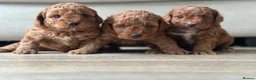 Toy Poodle dogs for sale: 🐶🐾Top-quality Asian/miniature poodles🐾🐶 - Advert 1