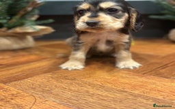 Cocker Spaniel dogs for sale: Gorgeous KC Show Cocker Spaniel Puppies - Advert 11