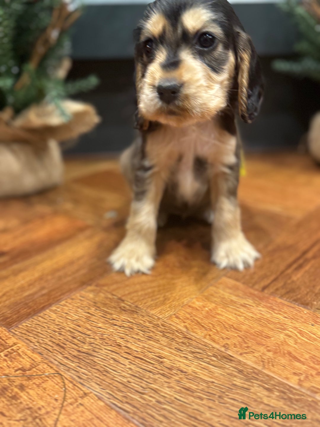 Cocker Spaniel dogs for sale: Gorgeous KC Show Cocker Spaniel Puppies - Advert 11