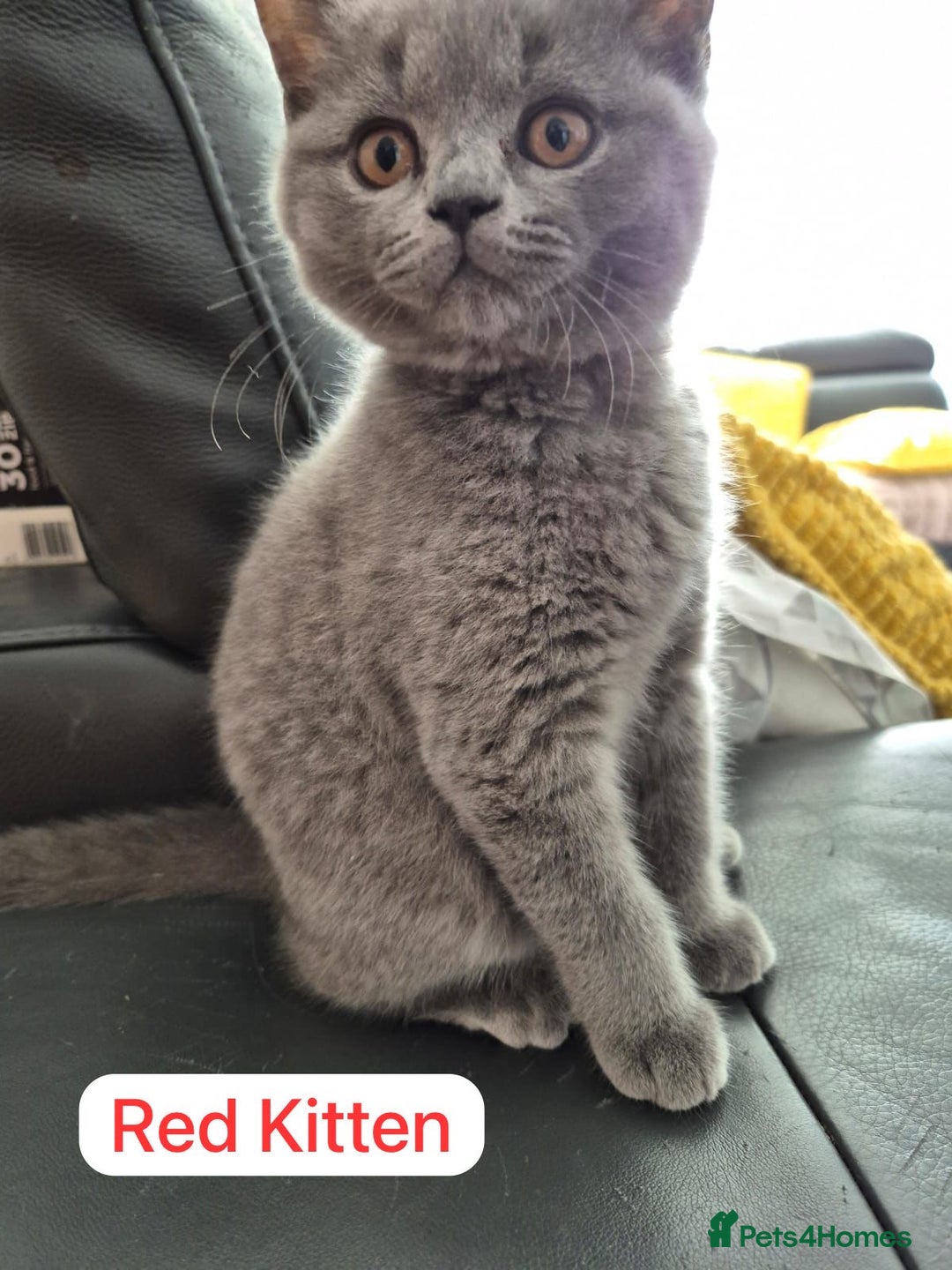 British Shorthair cats for sale: My 3 cute girls are ready to find new family💗  - Image 5