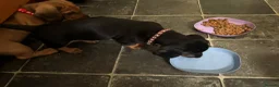 Dachshund dogs for sale: Home-Raised standard Dachshund Puppies - Advert 5