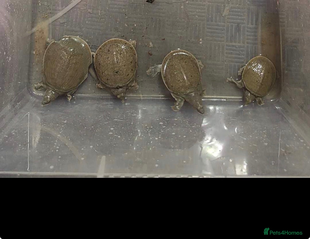 Turtle reptiles for sale: Turtles  - Advert 5