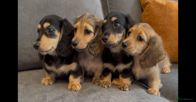 Miniature Dachshund dogs - Advert 1
