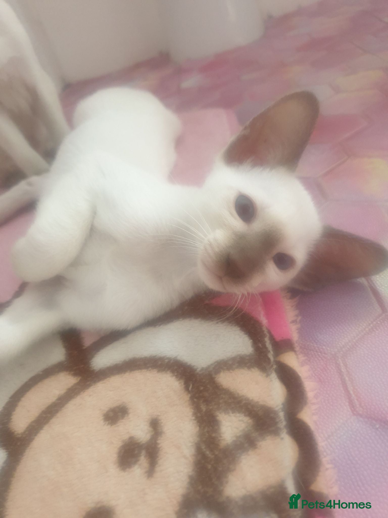 Siamese cats 1x male kitten last one looking for forever home. - Advert 2