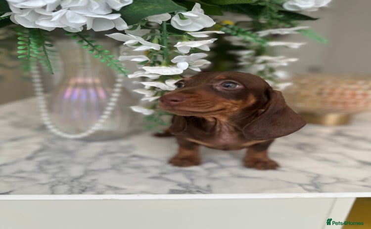 Miniature Dachshund dogs - Advert 5