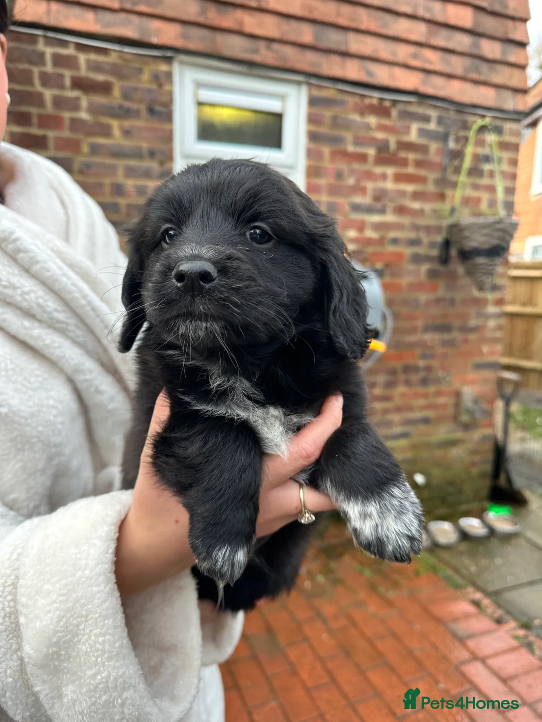 Mixed Breed dogs for sale: Pom X Cocker spaniel  in Cranbrook - Advert 6