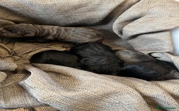 Cane Corso dogs for sale: Cane Corso puppies  - Advert 2