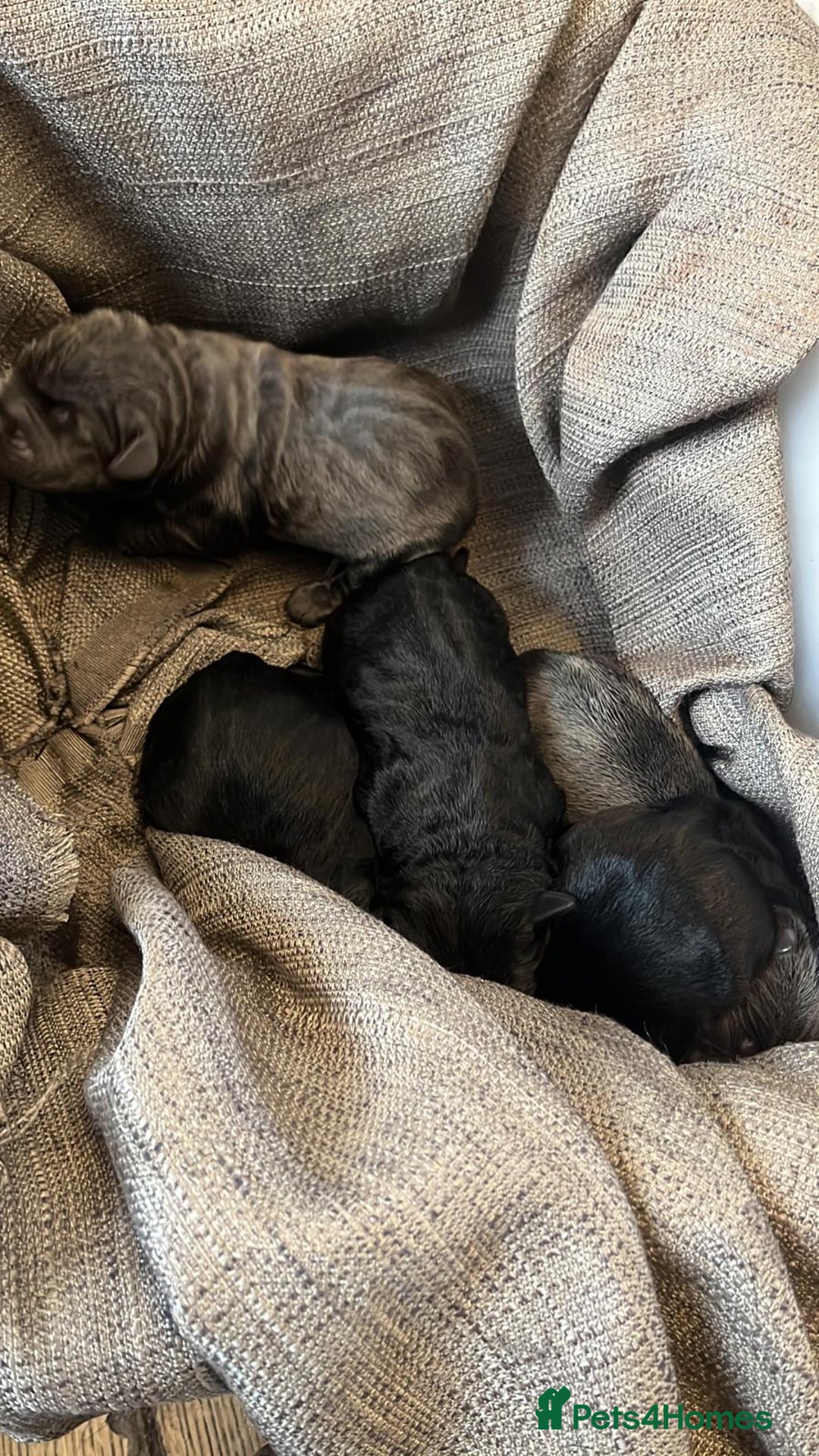 Cane Corso dogs for sale: Cane Corso puppies  - Advert 2