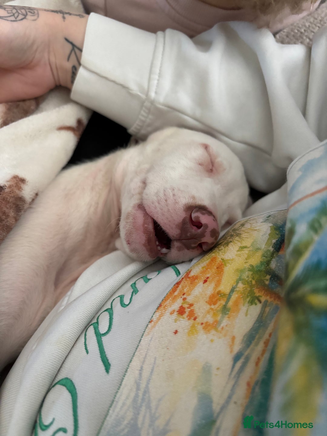 Lurcher dogs for sale: Lurcher puppy - Advert 3