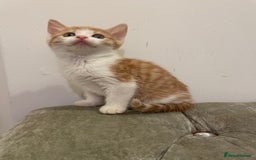 Mixed Breed cats for sale: kittens ready now  - Image 6