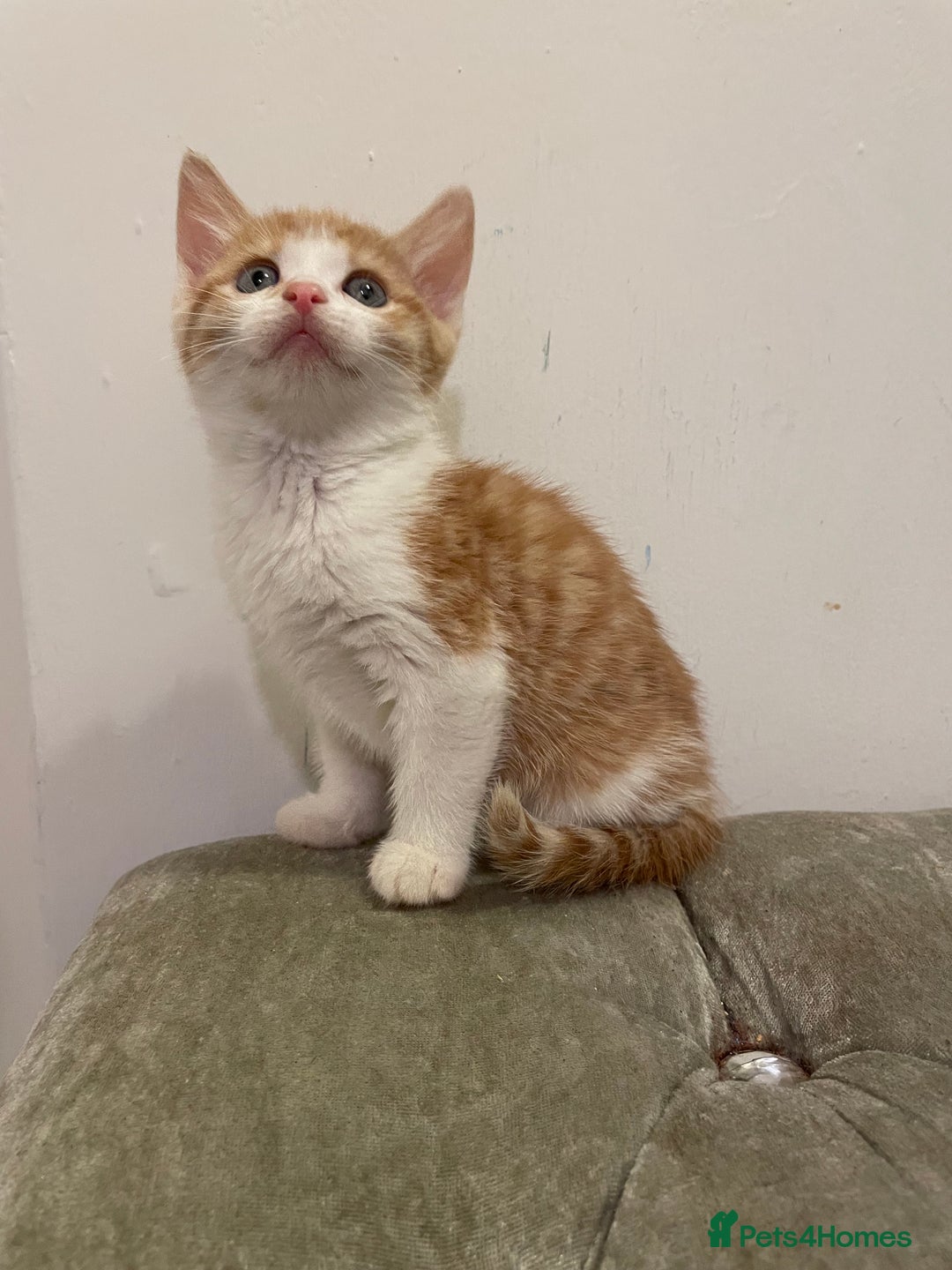 Mixed Breed cats for sale: kittens ready now  - Image 6