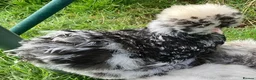 Chickens poultry for sale: Bearded Silkie Hatching Eggs - Advert 5