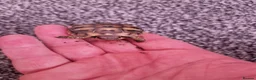 Hermann Tortoise reptiles for sale:  hermanns tortoise - Advert 4