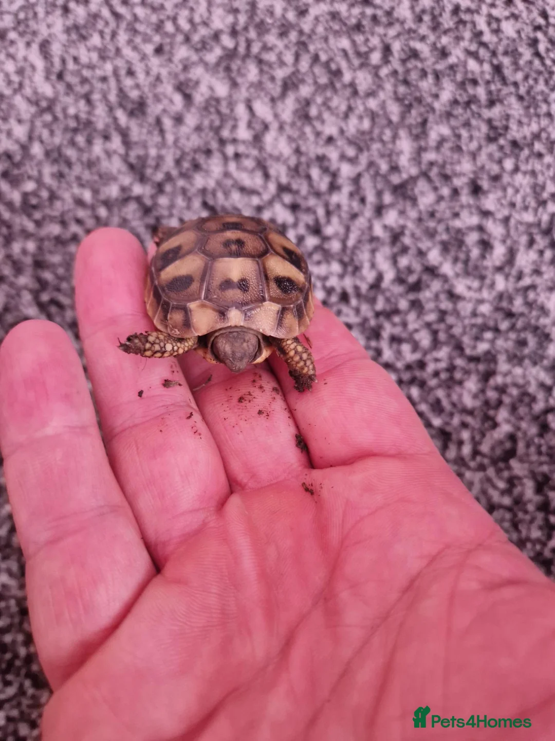 Hermann Tortoise reptiles for sale:  hermanns tortoise - Advert 4