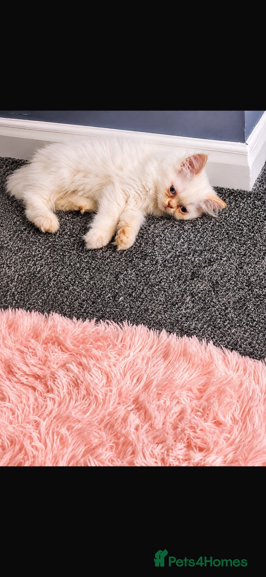Persian cats Persian Kitten For Sale  - Advert 17