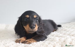 Miniature Dachshund dogs for sale: Ready now miniature long haired dachshunds in Stowmarket - Image 2