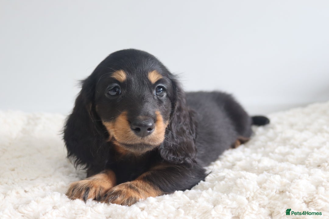 Miniature Dachshund dogs for sale: Ready now miniature long haired dachshunds in Stowmarket - Image 2
